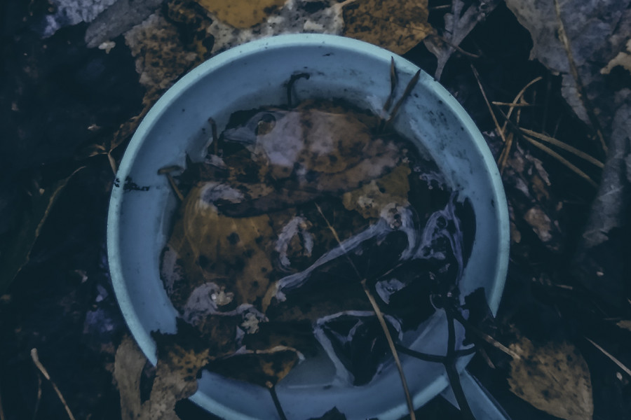 Autumn Sleep of the Dead