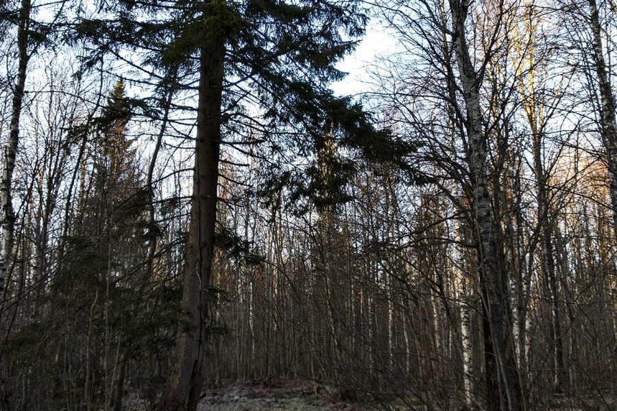Old Logging Roads Between Autumn and Winter