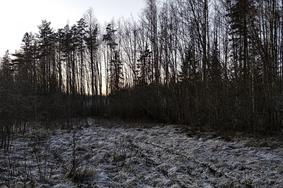 Old Logging Roads Between Autumn and Winter