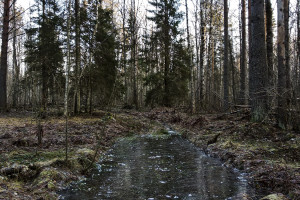 Old Logging Roads Between...