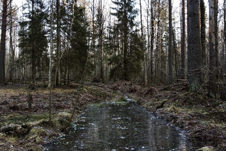 Old Logging Roads Between Autumn and Winter