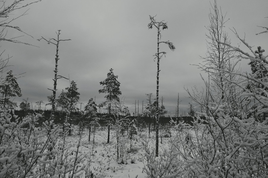 Happy Winter Solstice to everyone!