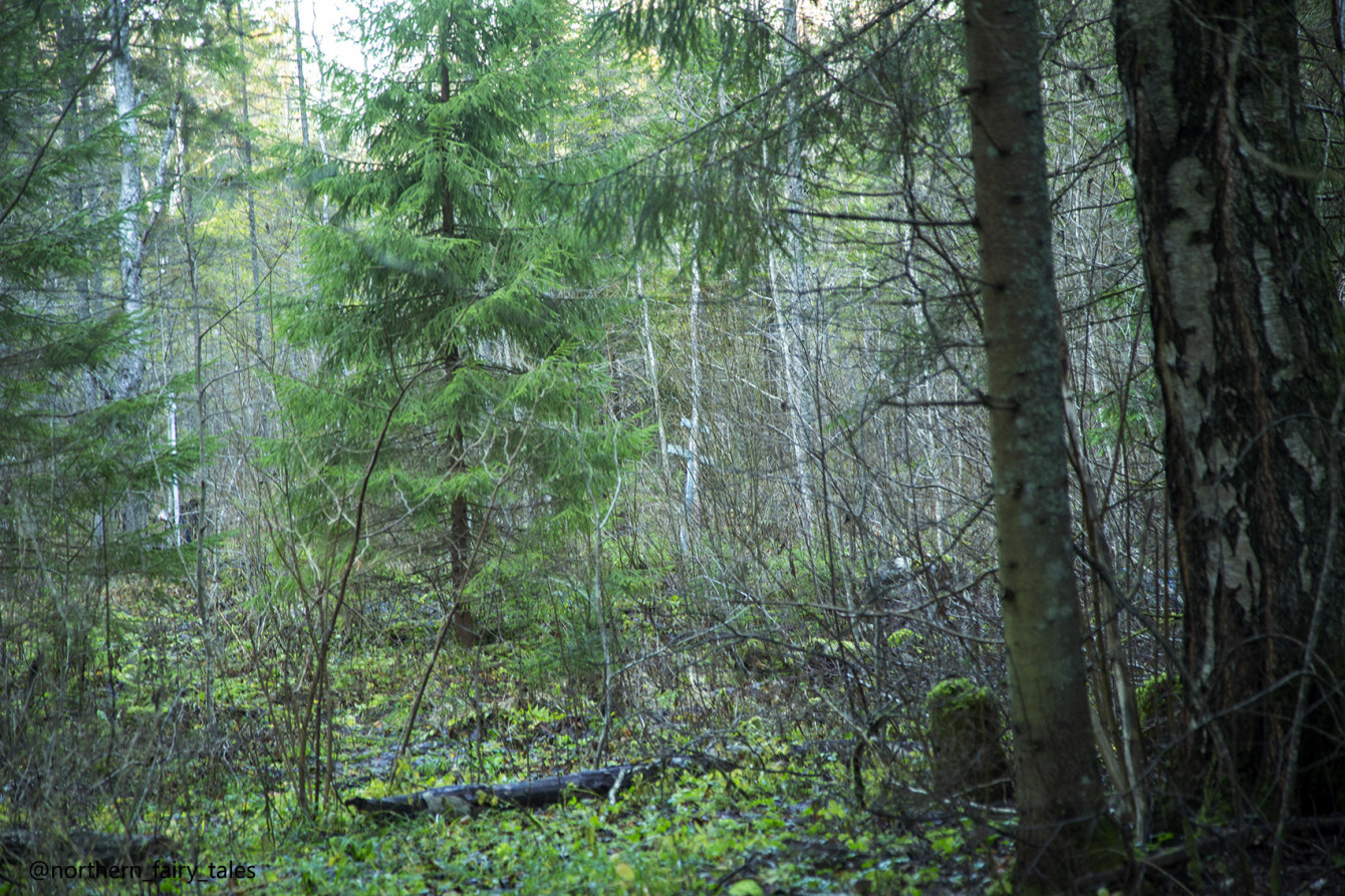 The Kalozhitsy Holy Well