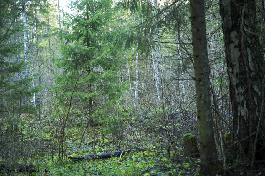 The Kalozhitsy Holy Well