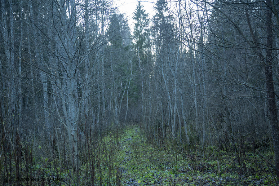 The Kalozhitsy Holy Well