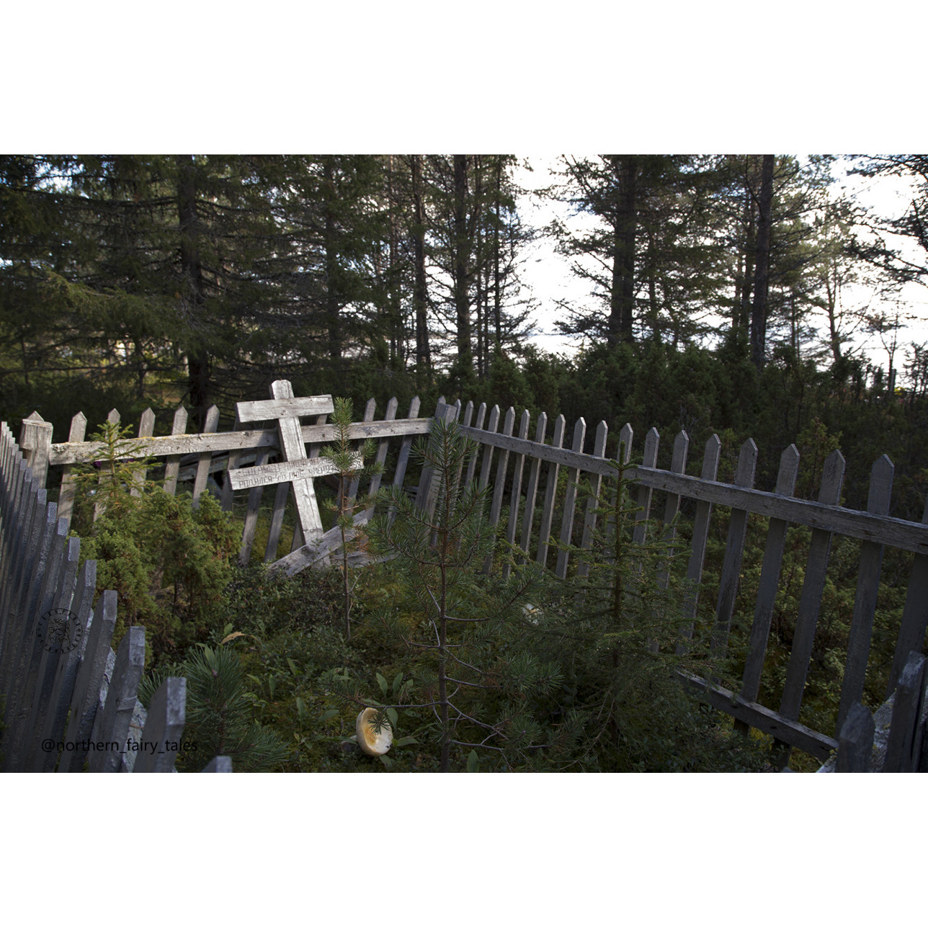 An ancient forest cemetery of the Pomors near the village of Kuzreka on the Tersky Coast of the White Sea