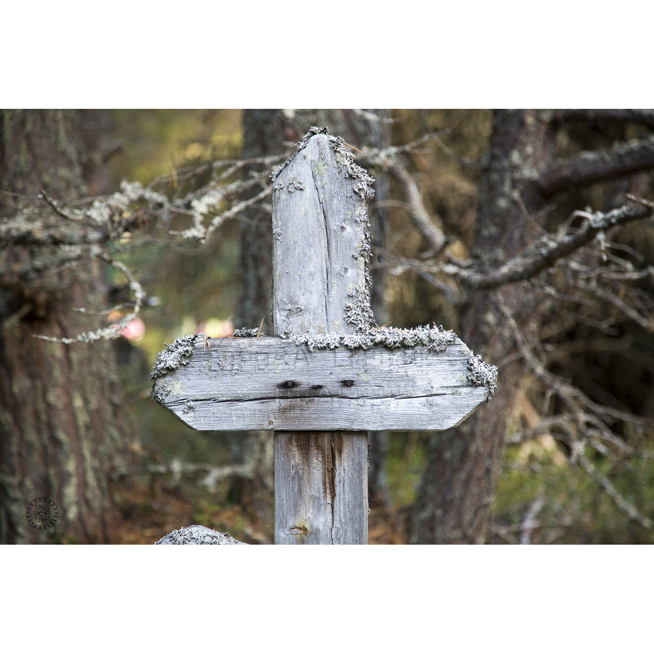 An ancient forest cemetery of the Pomors near the village of Kuzreka on the Tersky Coast of the White Sea