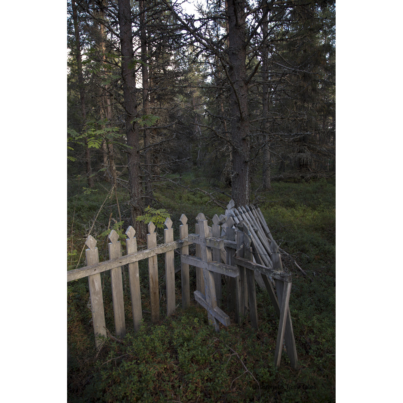An ancient forest cemetery of the Pomors near the village of Kuzreka on the Tersky Coast of the White Sea