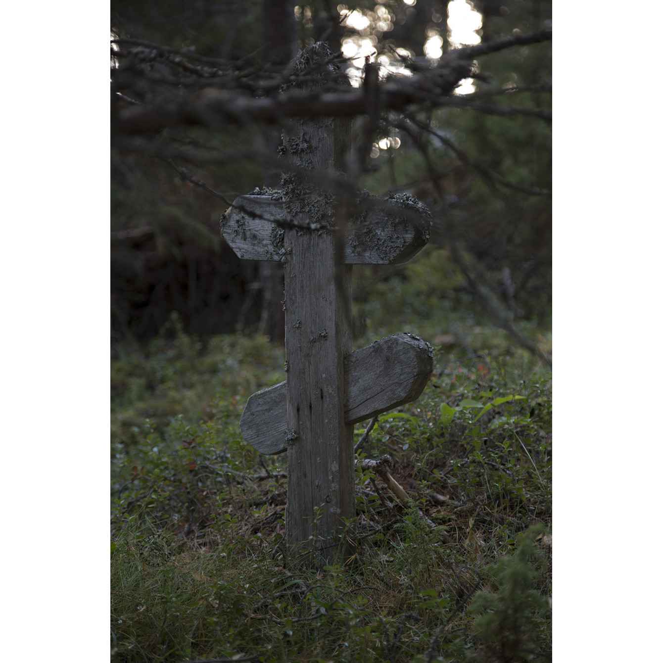 An ancient forest cemetery of the Pomors near the village of Kuzreka on the Tersky Coast of the White Sea
