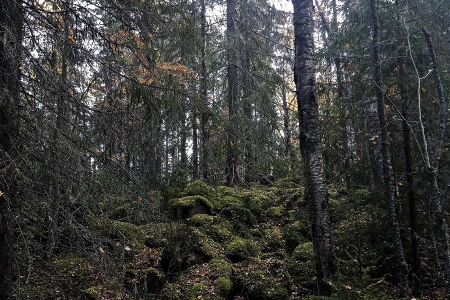 Deep within the dark forests lie the Finnish fortifications of Väliniemi, near Lake Onega.