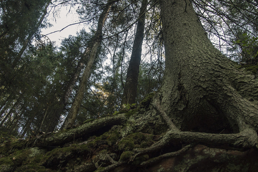 Kuzovnitsa: A Natural Shrine in the Forests