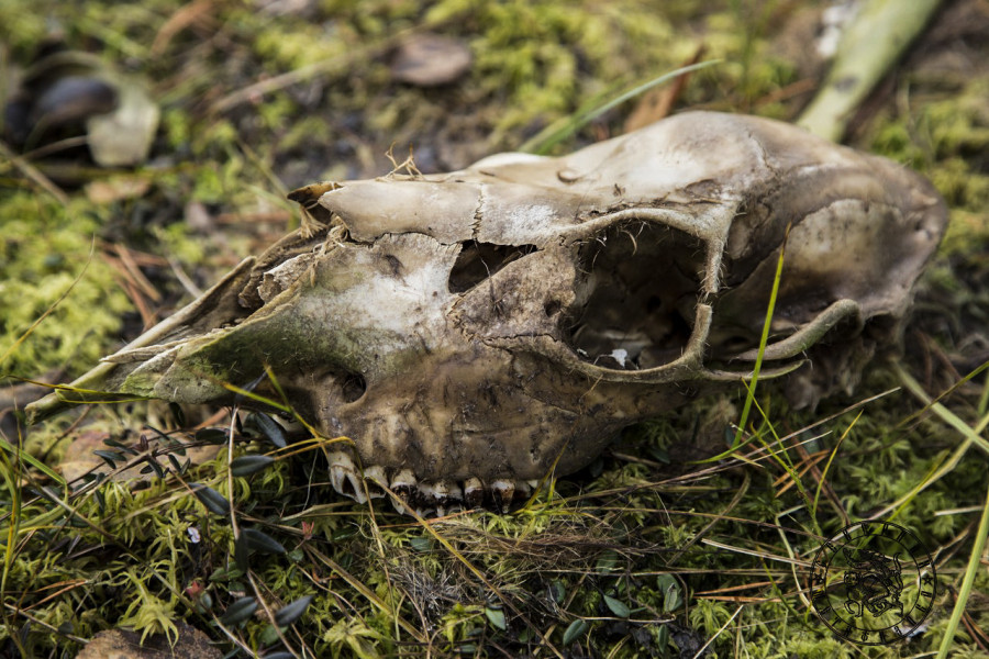Forest Sacrifice: Traces of a Wild Hunt in the Karelian Woods