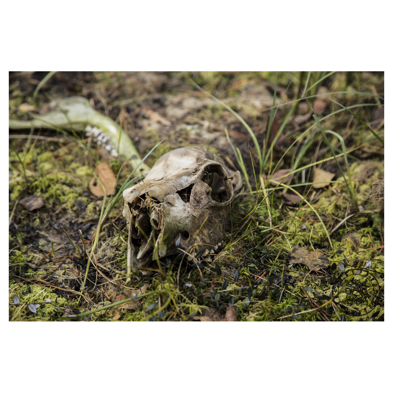 Forest Sacrifice: Traces of a Wild Hunt in the Karelian Woods