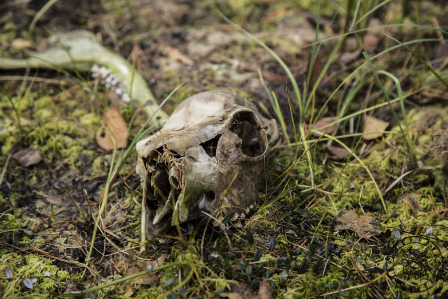 Forest Sacrifice: Traces of a Wild Hunt in the Karelian Woods