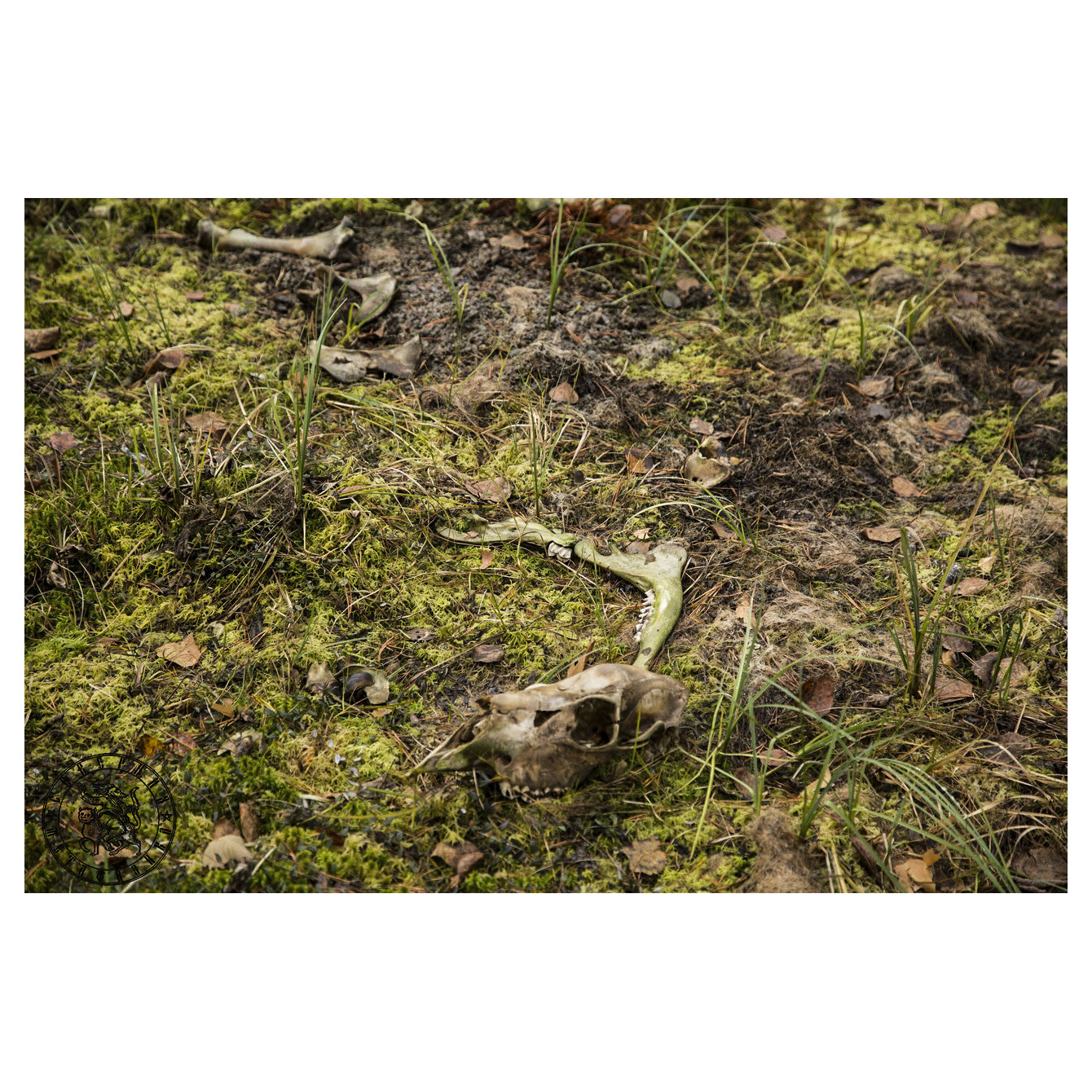 Forest Sacrifice: Traces of a Wild Hunt in the Karelian Woods