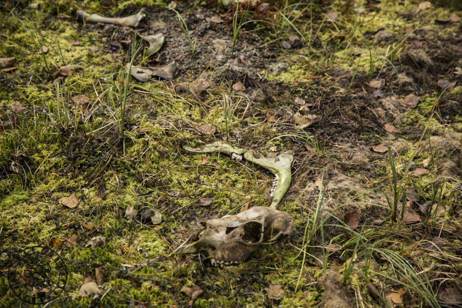 Forest Sacrifice: Traces of a Wild Hunt in the Karelian Woods