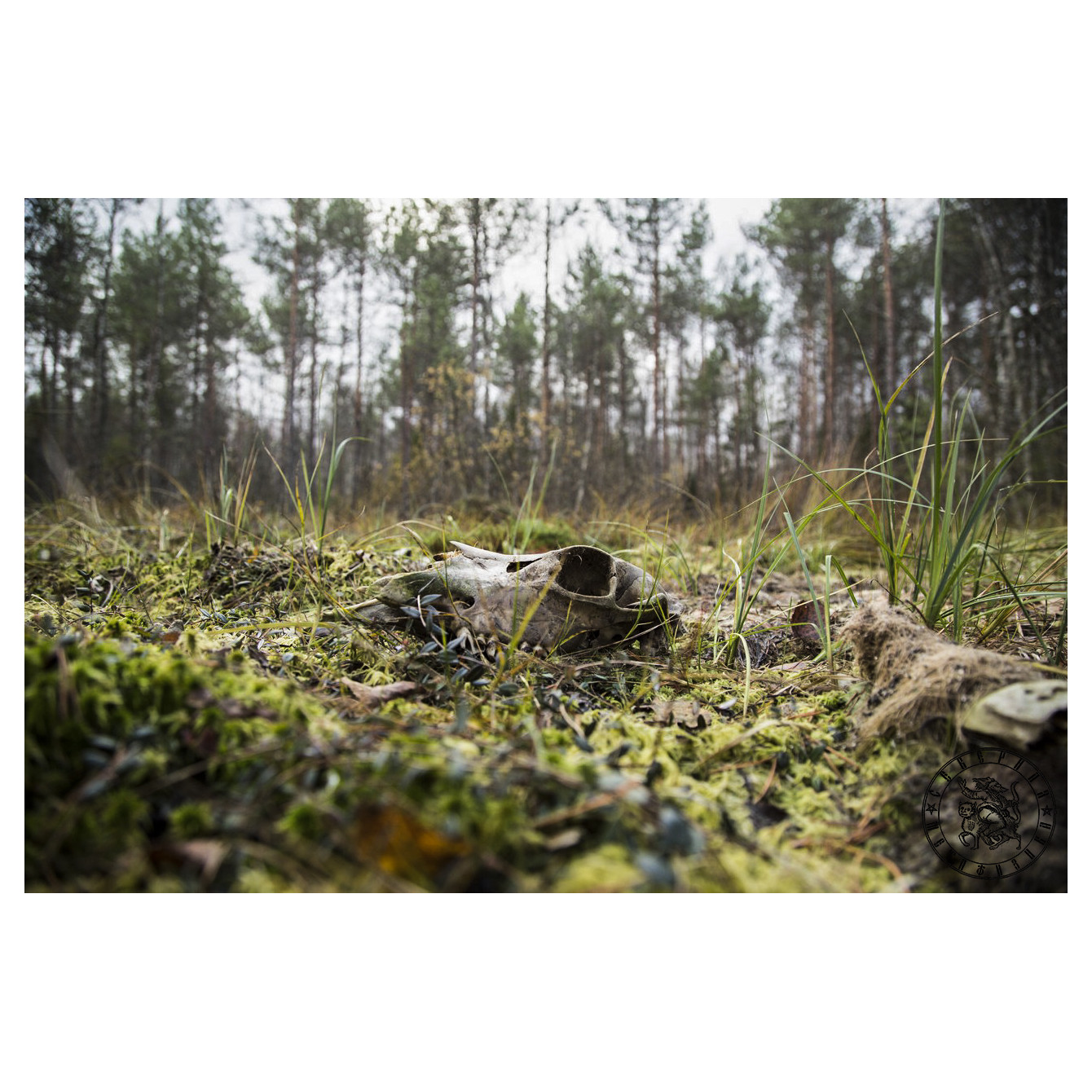 Forest Sacrifice: Traces of a Wild Hunt in the Karelian Woods
