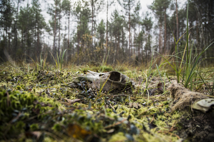 Forest Sacrifice: Traces of a Wild Hunt in the Karelian Woods