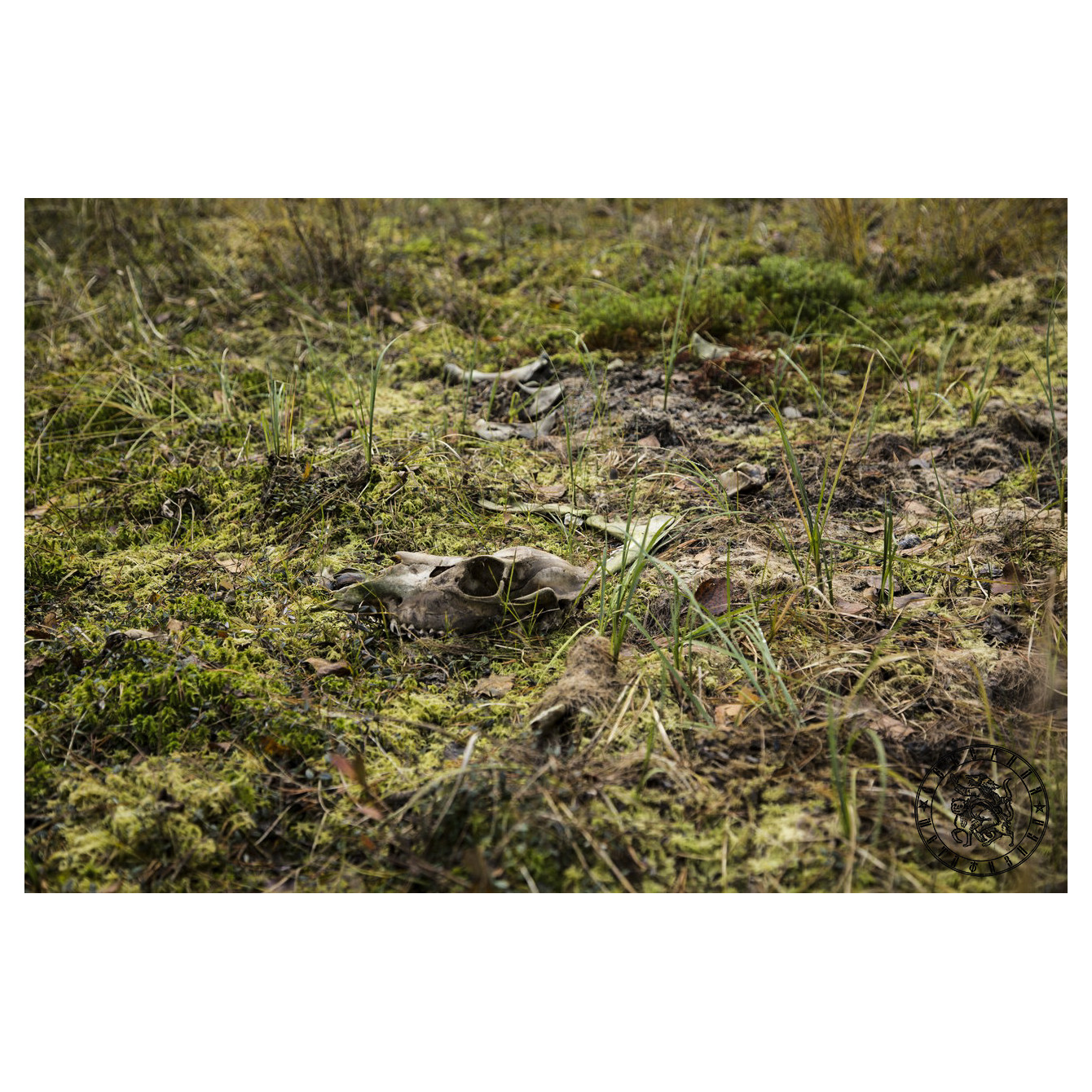 Forest Sacrifice: Traces of a Wild Hunt in the Karelian Woods