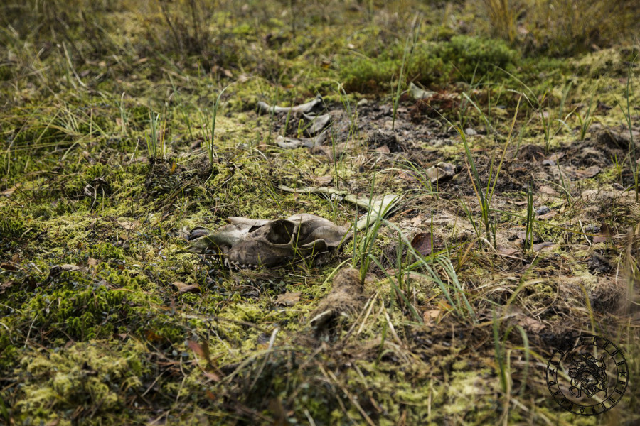 Forest Sacrifice: Traces of a Wild Hunt in the Karelian Woods