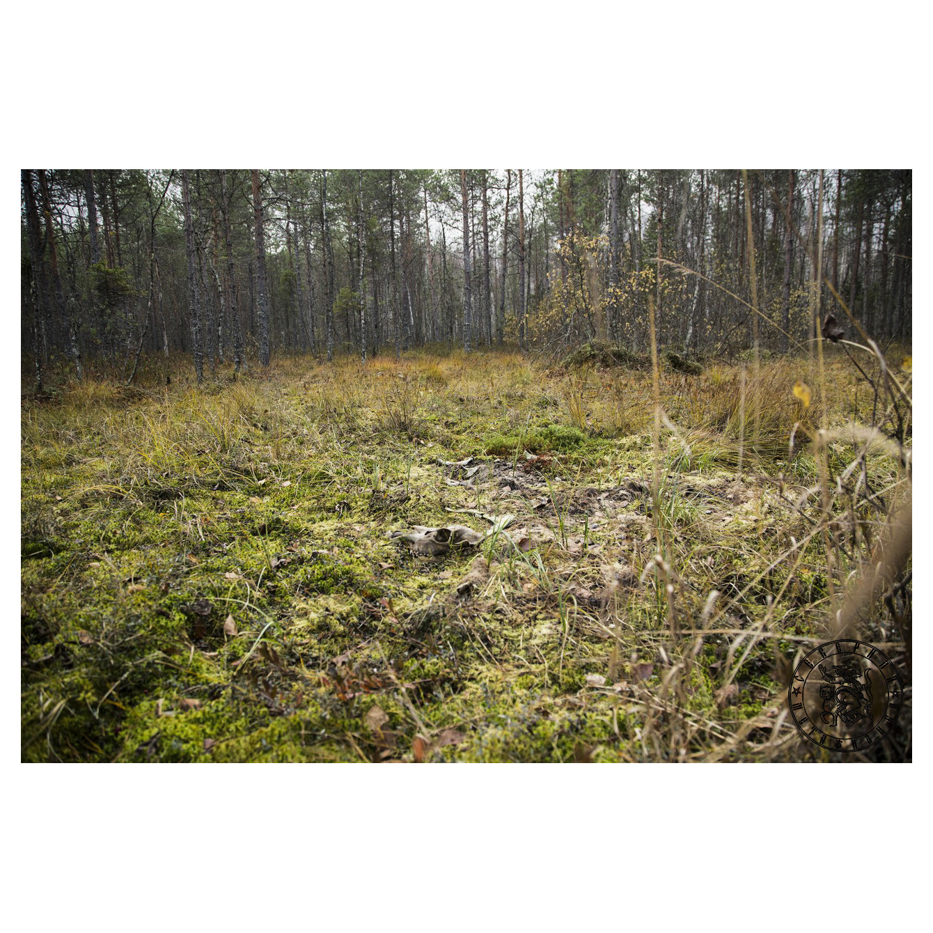 Forest Sacrifice: Traces of a Wild Hunt in the Karelian Woods