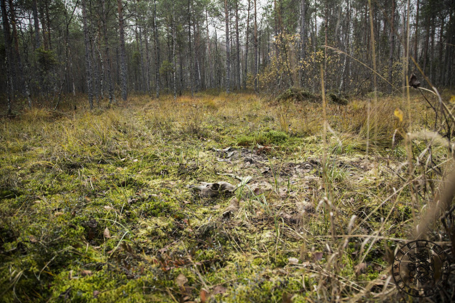 Forest Sacrifice: Traces of a Wild Hunt in the Karelian Woods