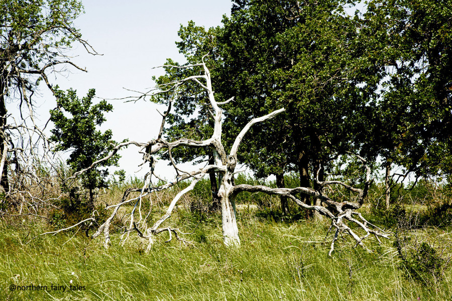 Medveditskaya Ridge: Journey into the Anomalous Zone