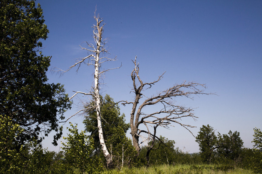 Medveditskaya Ridge: Journey into the Anomalous Zone
