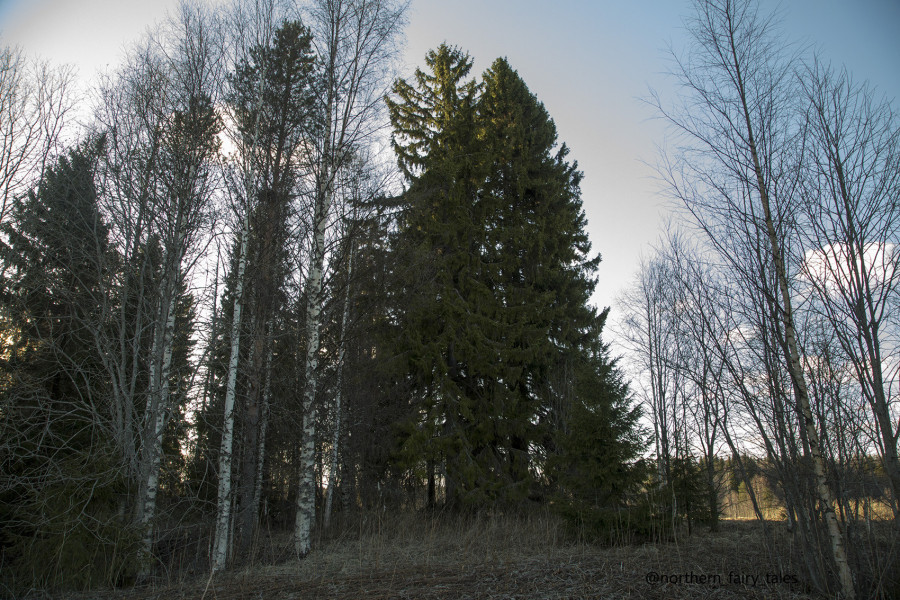 Dumino Sacred Grove: A Cemetery Shrine of the Russian North