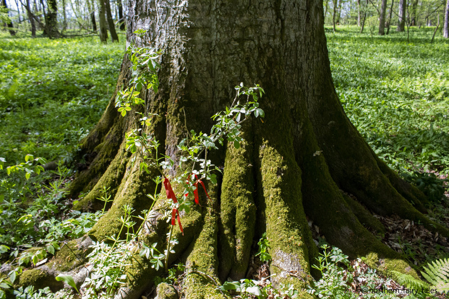 The Grove of Khetag