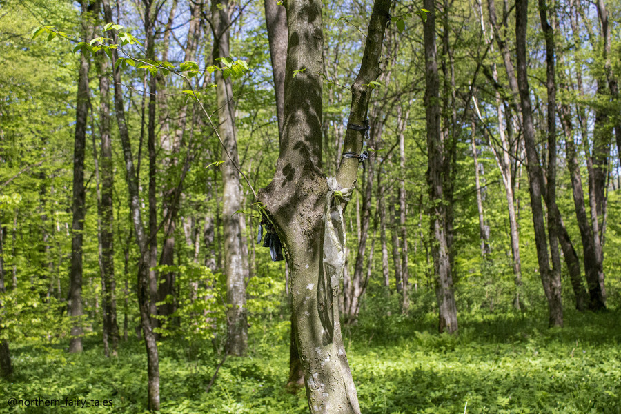 The Grove of Khetag