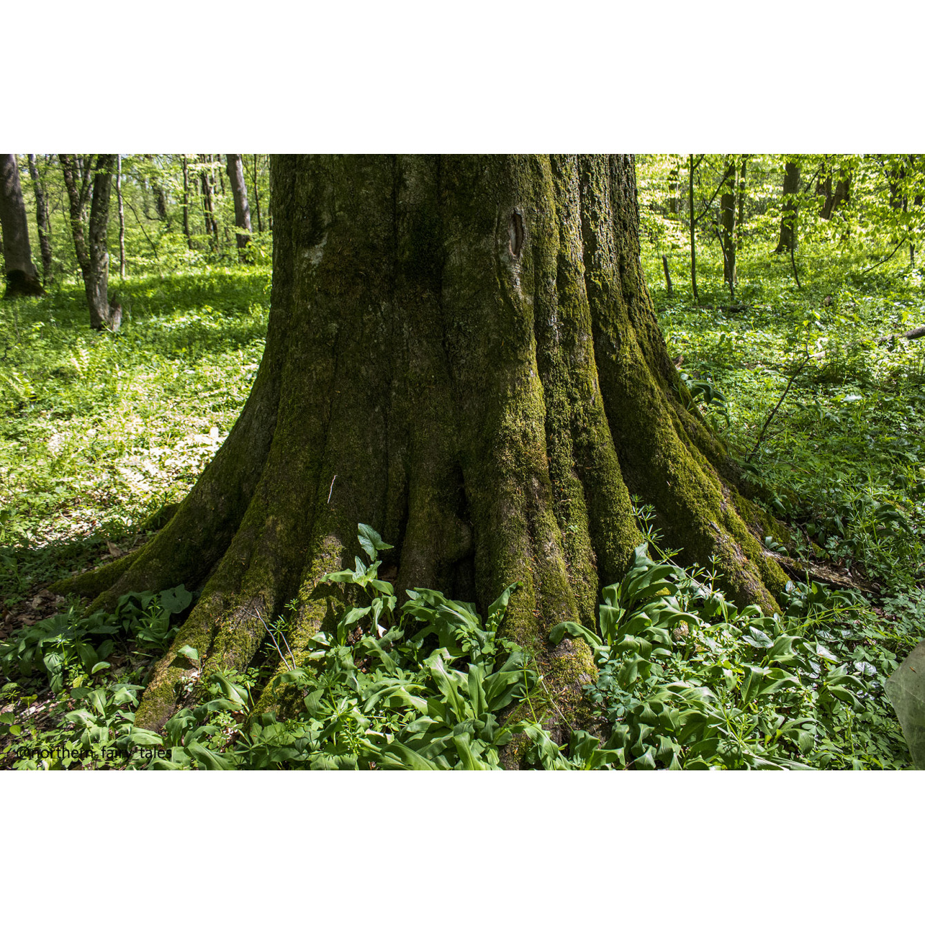 The Grove of Khetag
