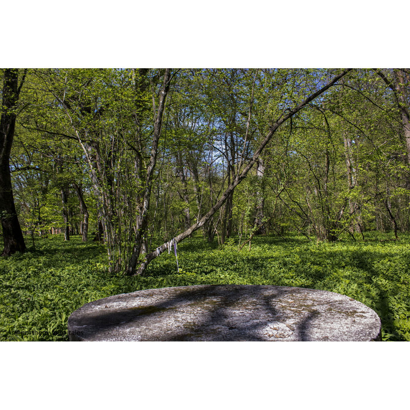 The Grove of Khetag