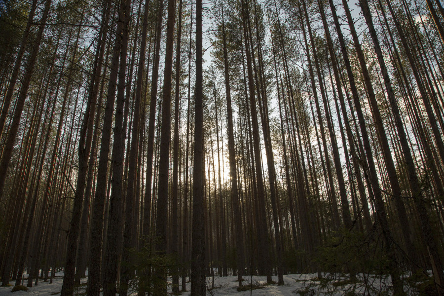 Сандармох