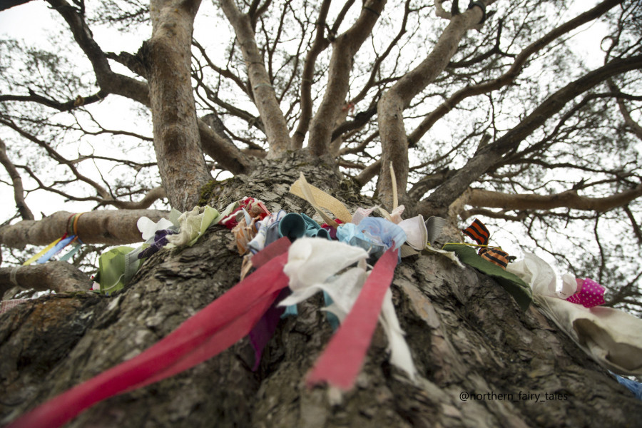 The Tree of Love