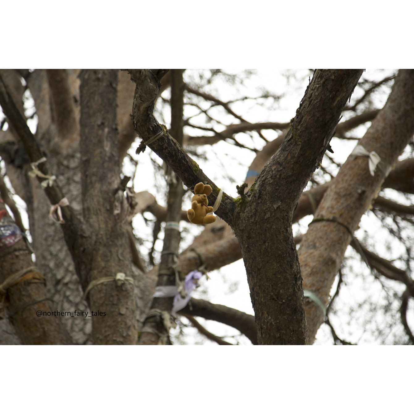The Tree of Love