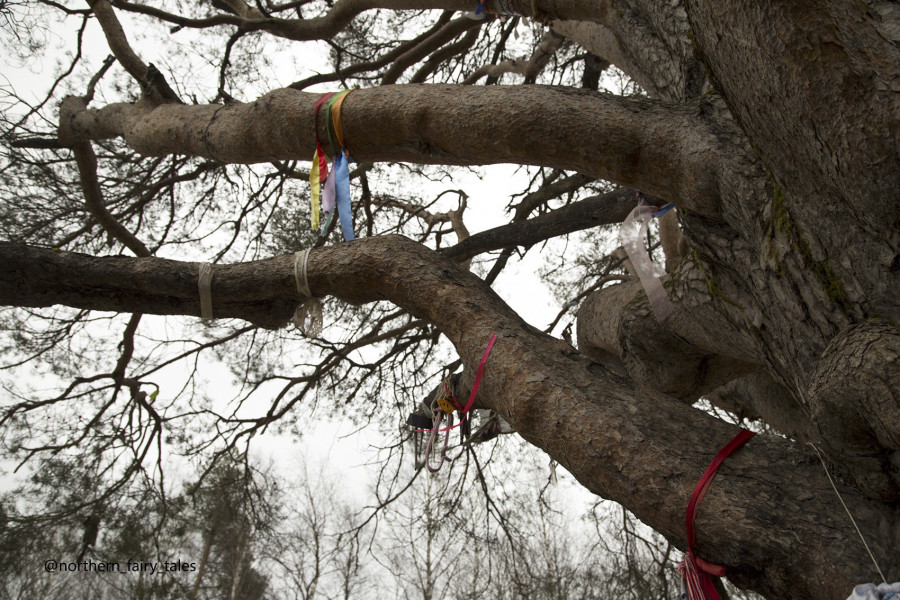 The Tree of Love