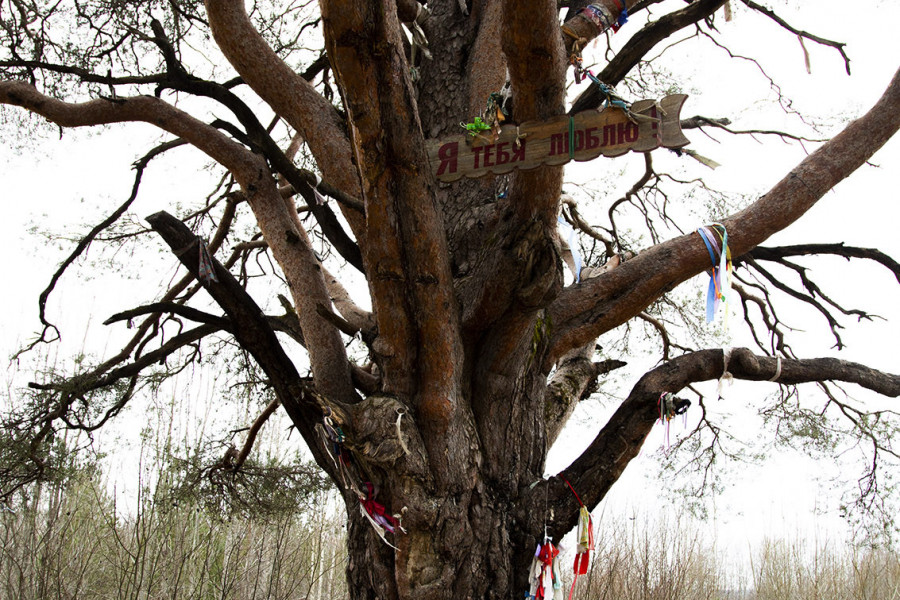 The Tree of Love
